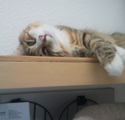 Katze döst auf einem Wandbrett in der Katzenpension