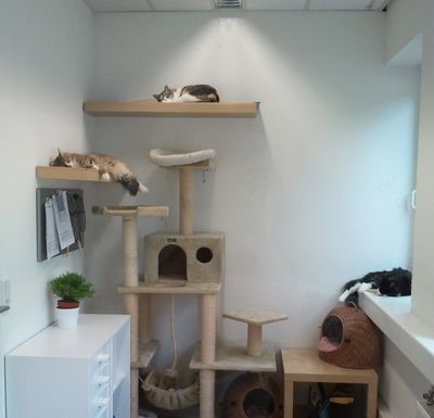 Katzenzimmer der Pension mit Kratzbaum und Liegeplätzen