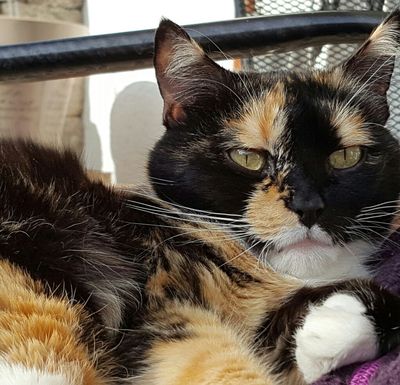 Dreifarbige Katze auf einer Decke