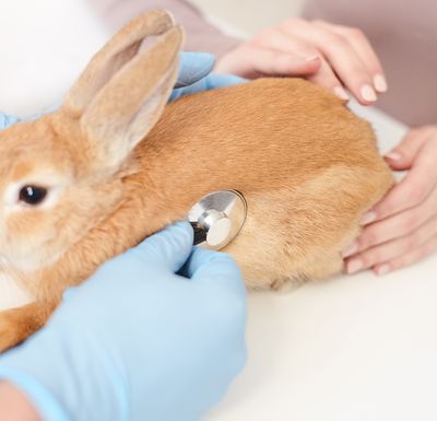 Kaninchen wird mit dem Stethoskop untersucht