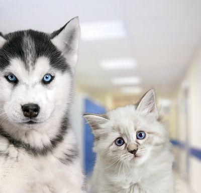 Husky und Katze in der Praxis