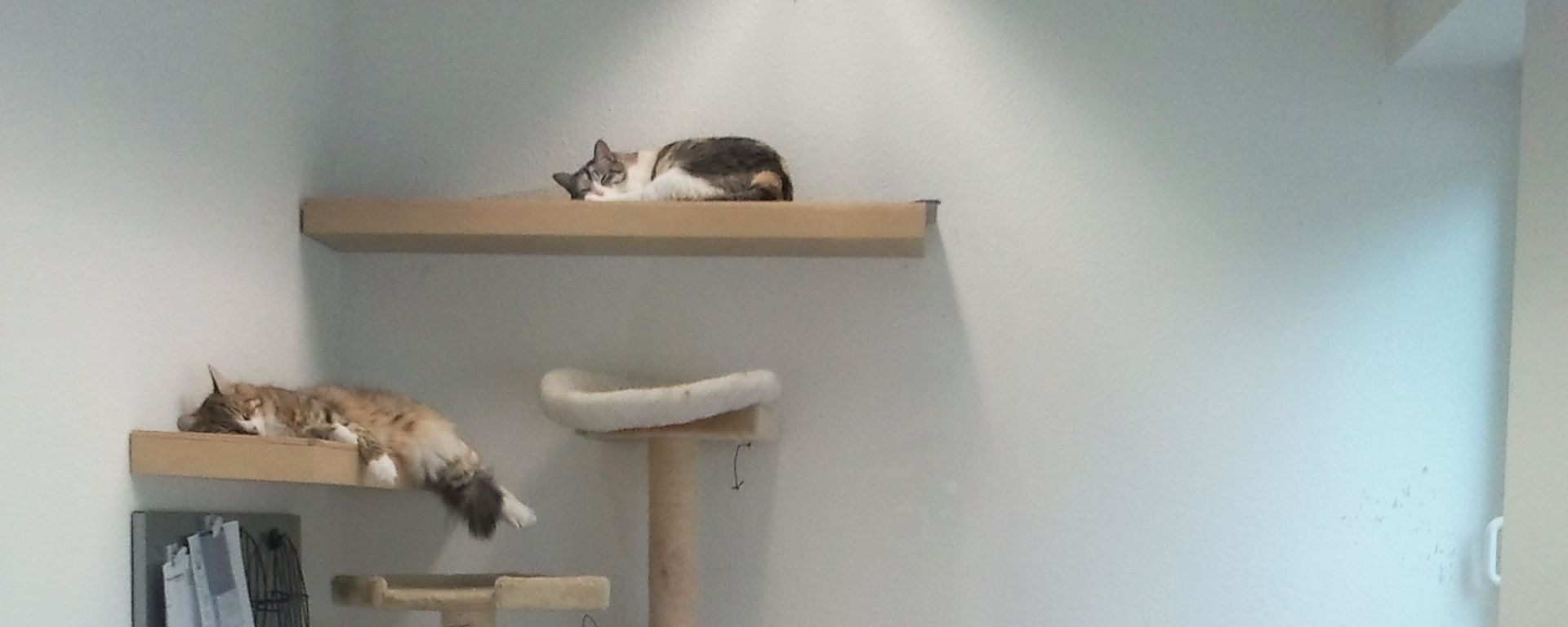 Katzenzimmer der Pension mit Wandbrettern, auf denen Katzen liegen