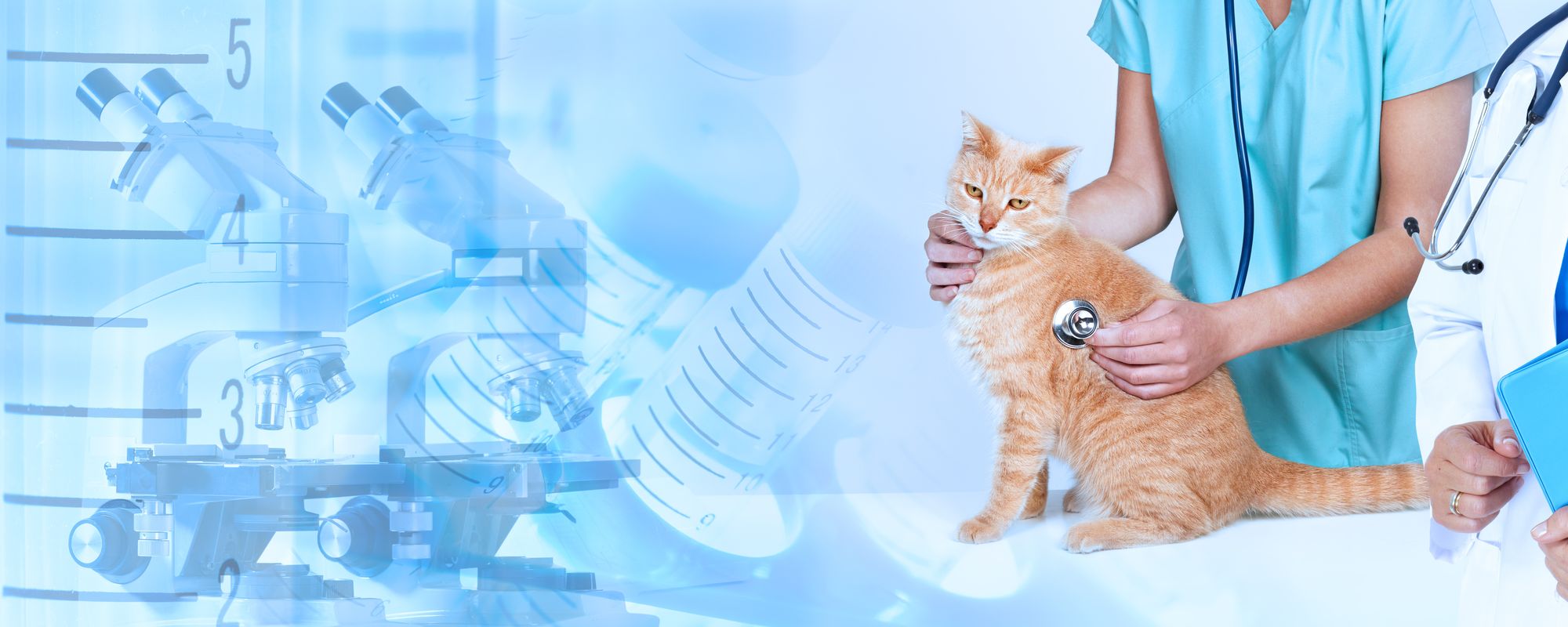 Tierärztinnen untersuchen eine rote Katze mit dem Stethoskop