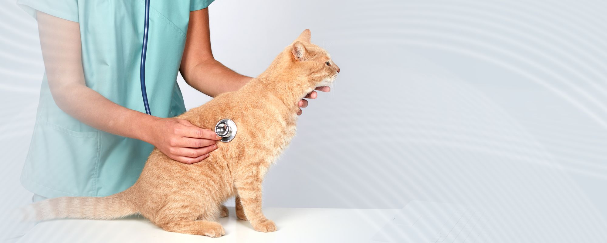 Tierärztin hört eine rote Katze mit dem Stethoskop ab