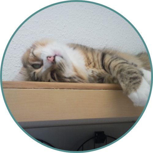 Katze räkelt sich auf einem Wandbrett