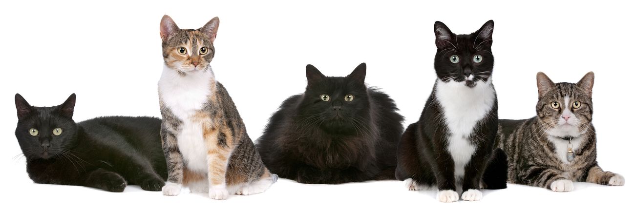 Fünf Katzen nebeneinander
