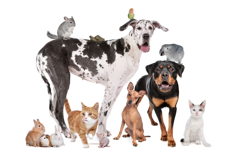 Gruppe verschiedener Haustiere: Hunde, Katzen, Kaninchen, Meerschweinchen und Vögel